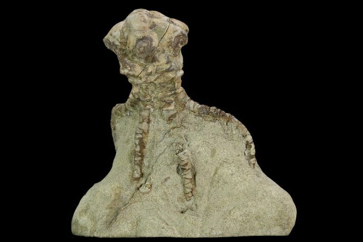 Fossil Crinoid (Jimbacrinus) - Gascoyne Junction, Australia #129401